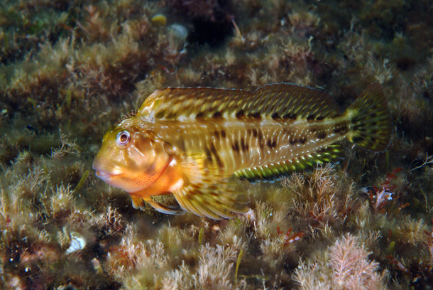 Combtooth blenny wallpaper