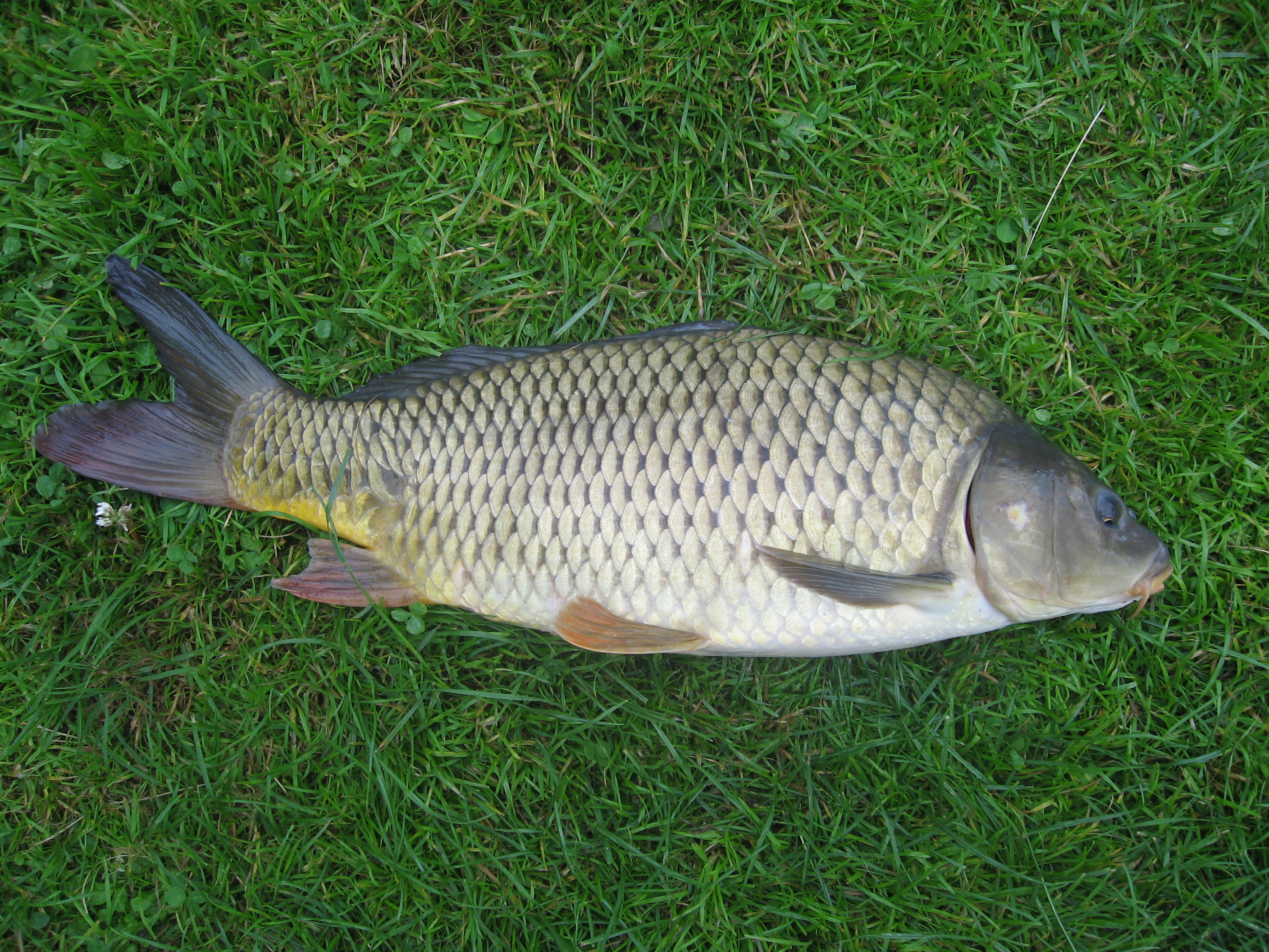 Common carp wallpaper