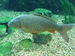 Common carps 