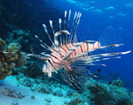 Common lionfish