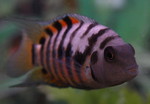 Convict cichlid front view