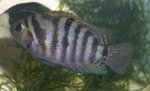 Convict cichlid in aquarium