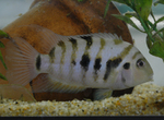 Convict cichlid in bottom