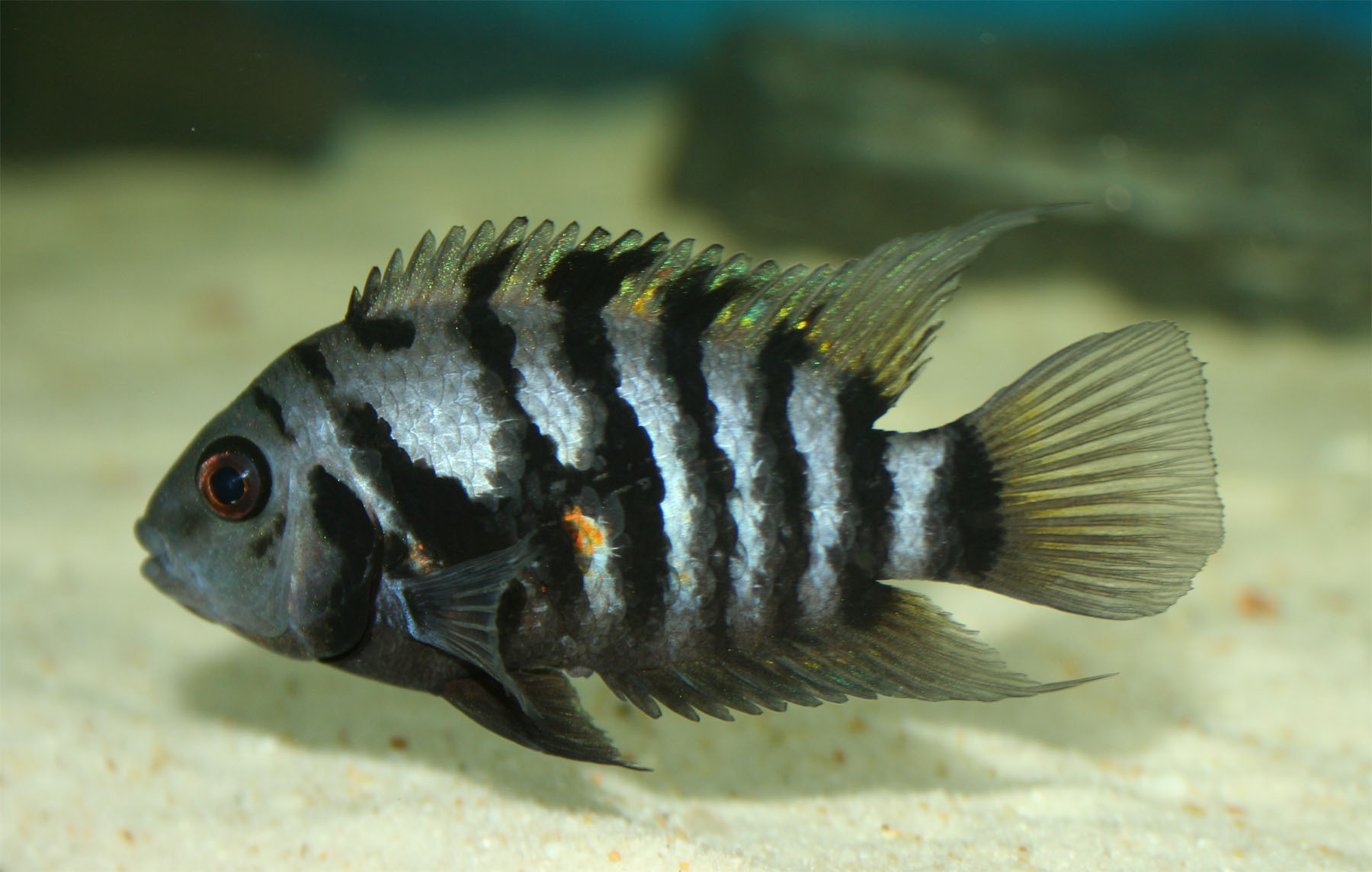 Convict cichlid wallpaper