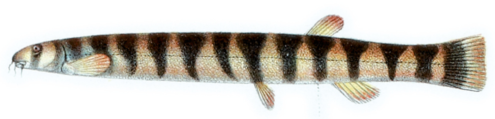 Coolie loach wallpaper