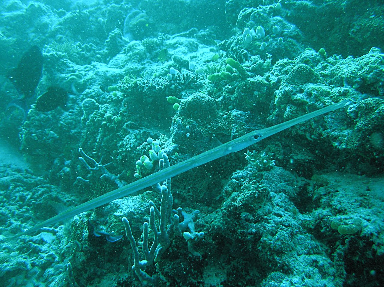 Cornetfish wallpaper