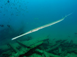 Cornetfish swims in sea