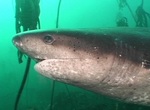 Cow shark swims