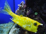 Cowfish one side