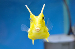 Cowfish