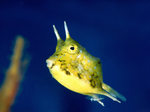 Cowfish swims