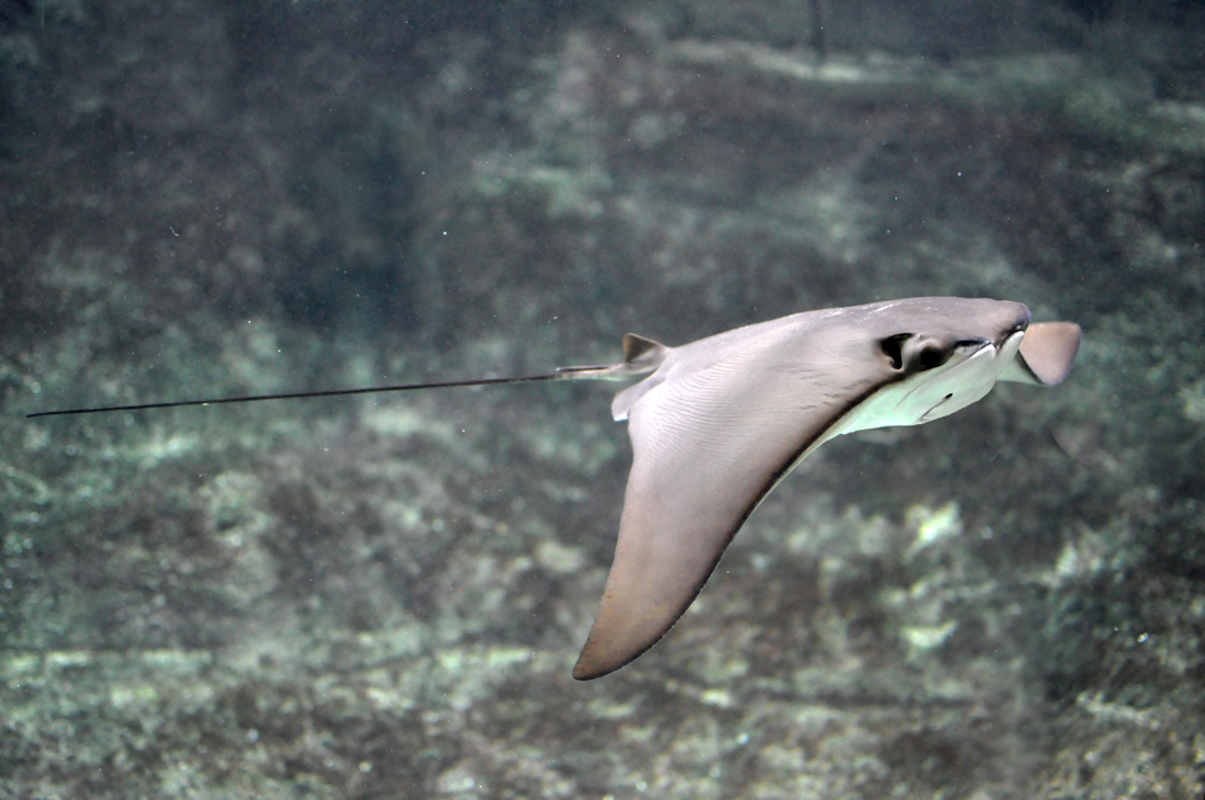 Cownose ray wallpaper