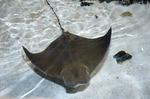 Cownose  ray
