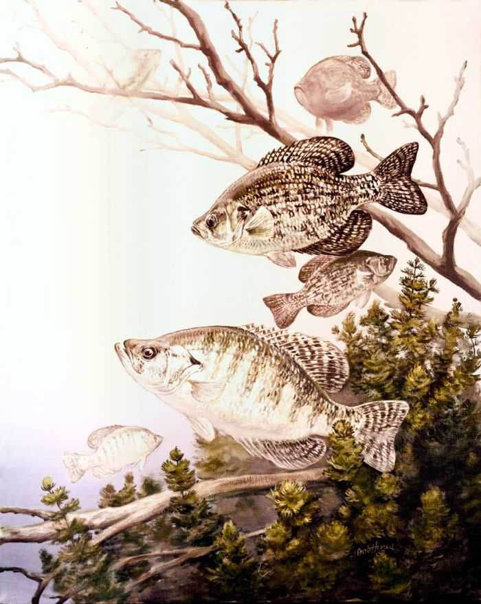 Crappie wallpaper