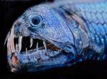 Crazy pacific viperfish