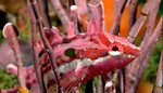 Crevice kelpfish