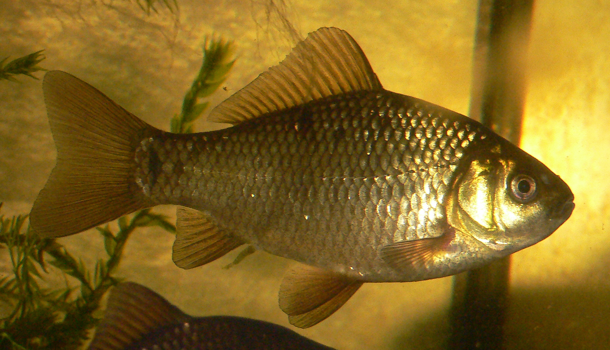 Crucian carp wallpaper