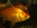 Crucian carp