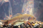 Crucian carps in aquarium