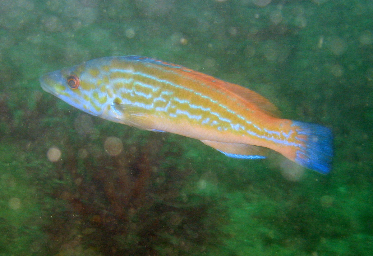 Cuckoo wrasse wallpaper