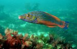 Cuckoo wrasse swims