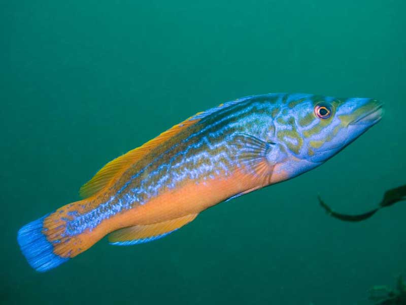 Cuckoo wrasse swims up фото