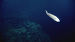 Cusk-eel swims