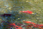 Сute Red salmon 