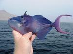 Cute Redtooth triggerfish