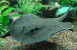 Cute River stingray 