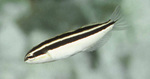 Cute Saber-toothed blenny