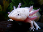 Cute Salamanderfish