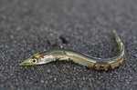 Cute Sand lance