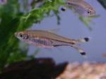 Cute Scissor-tail rasbora 