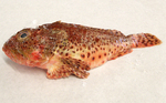 Cute Sculpin