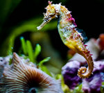 Cute Seahorse