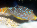 Cute Sharp-Nose Puffer 