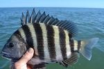 Cute Sheepshead 