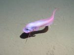 Cute Snailfish