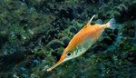 Cute Snipefish 