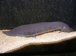 Cute South American Lungfish