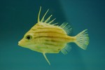 Cute Spikefish