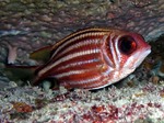 Cute Squirrelfish 