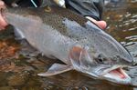 Cute Steelhead