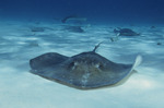 Cute Stingray