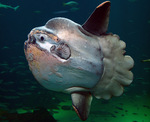 Cute Sunfish (mola mola)