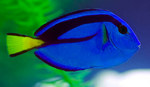 Cute Surgeonfish