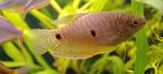 Cute Three spot gourami