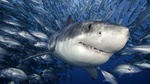 Cute Tiger shark