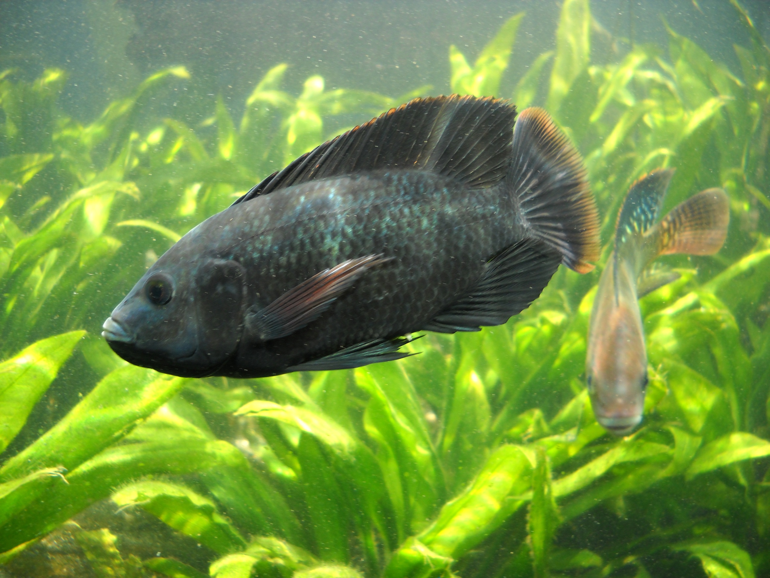 Cute Tilapia in the aquarium photo and wallpaper. Cute Cute Tilapia in